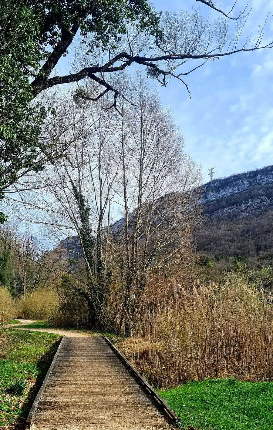 Un chemin de planches à travers les roseaux, sous un ciel clair