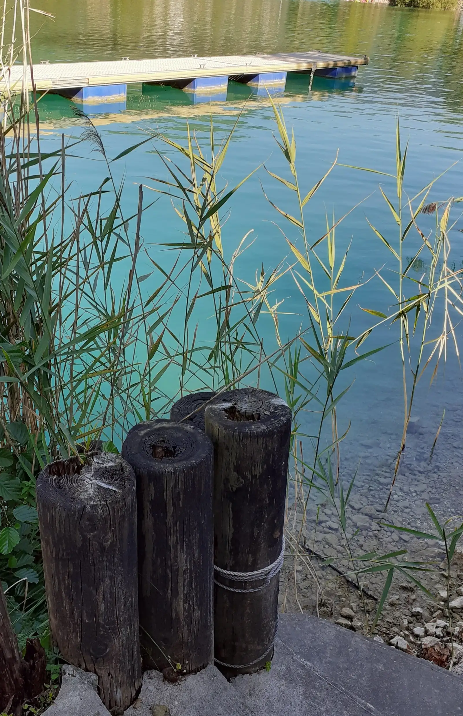 Des piquets de bois et des roseaux au bord d’un lac